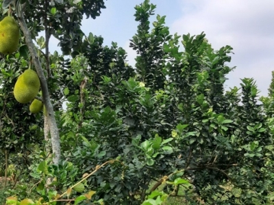 1056m2 có 31m MT, ấp 18 Gia Đình, Bảo Quang, Long Khánh