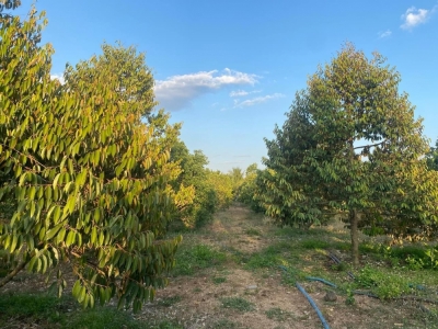 16x30=500m2 phường Xuân lập, Long Khánh