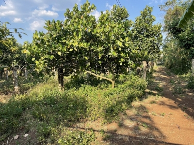 9687m2 giá 10.6 tỷ ấp Ruộng Tre, Bảo Quang, Long Khánh