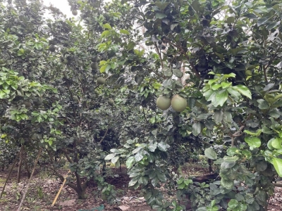970m2 có 18m MT Xuân lập, Long Khánh, Đồng Nai