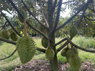 Bán 2500m2 có 35m mặt tiền, đất phường Bàu Sen, Long Khánh