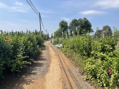 Bán đất Hàng Gòn, Long Khánh 1 mẫu, 650 triệu/ sào