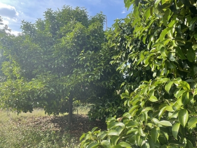 Bán đất Long Khánh Bàu Sen 5886 m2 giá 5.6 tỷ