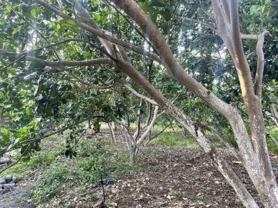 Đất Bảo Quang, Long Khánh 2235m2 có 81m mặt tiền